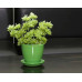 Горшок для цветов керамический с поддоном Бутон Глянец зеленый 10см ГЛ 03/0                 